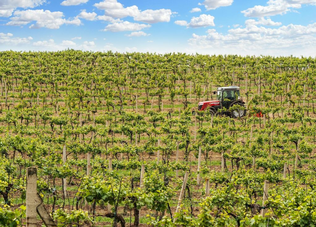 Ride Through Lush Vineyard Valleys