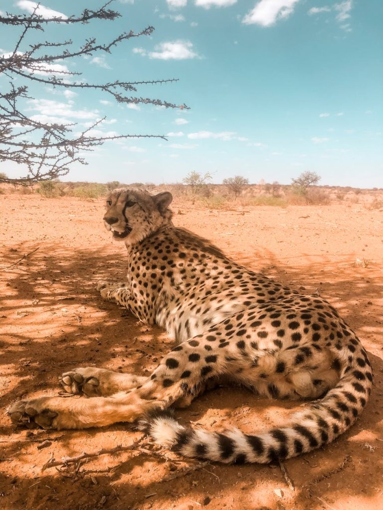 Wildlife Safari in Africa